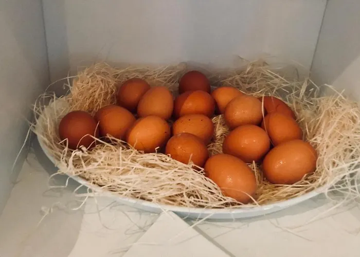 Nelson מלון רימיני